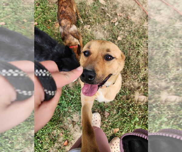 Medium Photo #2 Mutt Puppy For Sale in garner, NC, USA