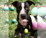 Small #9 American Pit Bull Terrier Mix