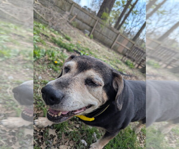 Medium Photo #2 Beagle-Unknown Mix Puppy For Sale in Aurora, IN, USA