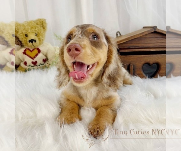 Medium Photo #2 Dachshund Puppy For Sale in ASTORIA, NY, USA