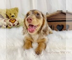 Small Photo #2 Dachshund Puppy For Sale in ASTORIA, NY, USA