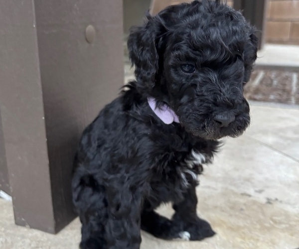 Medium Photo #28 Poodle (Standard) Puppy For Sale in TEMECULA, CA, USA