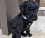 Small #1 Poodle (Standard)
