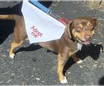 Small #5 Beagle Mix