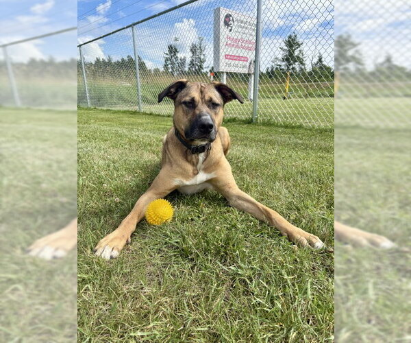 Medium Photo #5 German Shepherd Dog-Unknown Mix Puppy For Sale in Webster, WI, USA