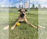 Small #4 German Shepherd Dog Mix