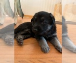 Small Photo #7 German Shepherd Dog Puppy For Sale in MCDONOUGH, GA, USA