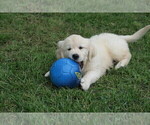 Small Photo #6 English Cream Golden Retriever Puppy For Sale in PARTRIDGE, KS, USA