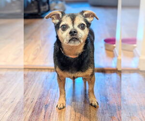 Chipin Dogs for adoption in Princeton, MN, USA