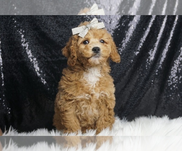 Medium Photo #2 Poodle (Toy) Puppy For Sale in WARSAW, IN, USA