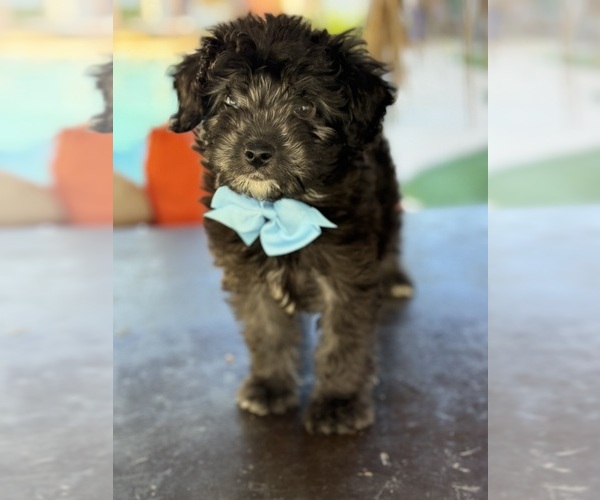Medium Photo #35 Aussiedoodle Miniature  Puppy For Sale in MENIFEE, CA, USA