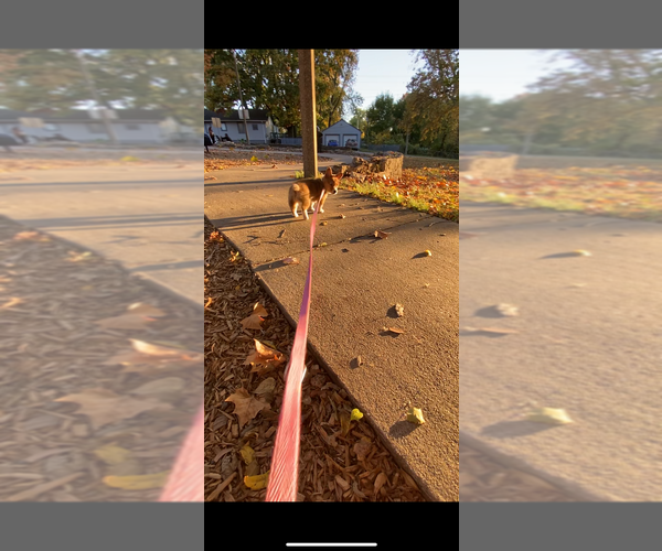 Medium Photo #14 Pembroke Welsh Corgi Puppy For Sale in INDEPENDENCE, MO, USA