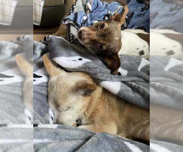 Medium Photo #9 Chihuahua Puppy For Sale in Mundelein, IL, USA