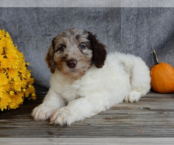 Medium Photo #5 Miniature Labradoodle Puppy For Sale in MILLERSBURG, OH, USA