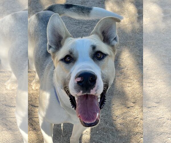 Medium Photo #2 German Shepherd Dog-Huskies  Mix Puppy For Sale in Lancaster, CA, USA