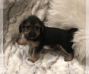 Yorkshire Terrier Puppy for sale in MOUNT CARMEL, PA, USA
