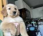 Small Photo #2 Golden Retriever Puppy For Sale in WARWICK, RI, USA