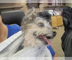Mutt Dogs for adoption in Ocala, FL, USA