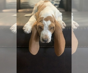 Basset Hound Puppy for sale in CISCO, TX, USA