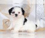 Small Photo #2 Shih Apso Puppy For Sale in BEL AIR, MD, USA