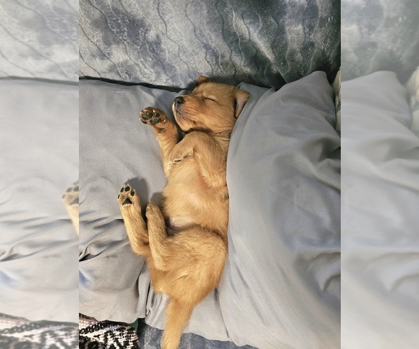 Medium Photo #7 Golden Retriever Puppy For Sale in SALISBURY, NC, USA