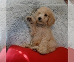 Small Photo #1 Goldendoodle Puppy For Sale in BLMGTN, IN, USA