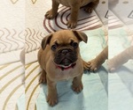 Puppy Red Collar French Bulldog