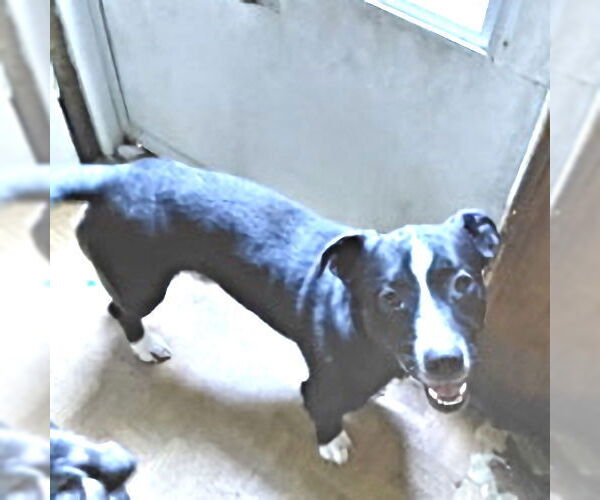 Medium Photo #3 Mutt Puppy For Sale in Rutherfordton, NC, USA