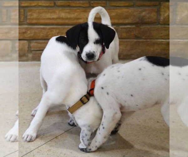 Medium Photo #3 Great Pyrenees-Pointer Mix Puppy For Sale in Enfield, CT, USA