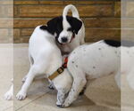 Small #2 Great Pyrenees-Pointer Mix