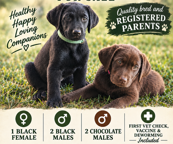 Medium Photo #1 Labrador Retriever Puppy For Sale in PASO ROBLES, CA, USA