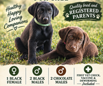 Small Labrador Retriever