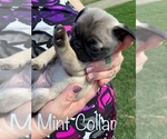 Small Photo #7 Pug Puppy For Sale in SUMTER, SC, USA