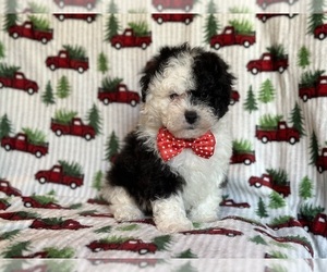 Poodle (Miniature)-Zuchon Mix Puppy for sale in LAKELAND, FL, USA