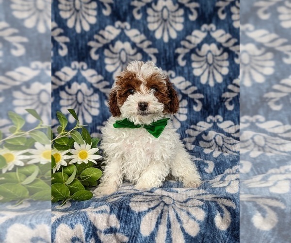 Medium Photo #1 Poodle (Toy) Puppy For Sale in LEOLA, PA, USA