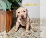 Puppy 2 Labrador Retriever