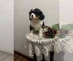 Puppy 3 Cavalier King Charles Spaniel