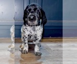 Small Photo #4 German Shorthaired Pointer Puppy For Sale in LEBANON, TN, USA