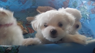 Maltese Puppy for sale in BOURBON, IN, USA