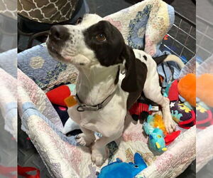 Basset Hound Dogs for adoption in Mukwonago, WI, USA