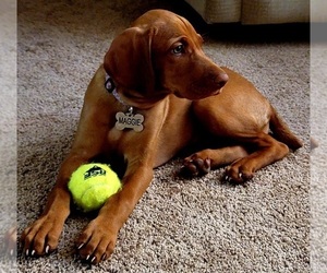 Medium Vizsla