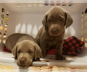 Puppyfinder Com Labrador Retriever Puppies Puppies For Sale Near Me In Coeur D Alene Idaho Usa Page 1 Displays 10