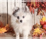 Small Photo #4 Pomeranian Puppy For Sale in MOUNT VERNON, OH, USA