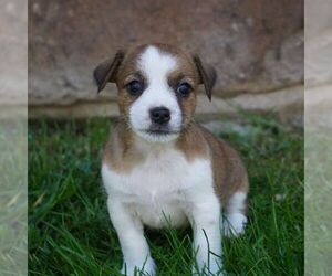 Jack Russell Terrier-Shih Tzu Mix Puppy for sale in EAST EARL, PA, USA