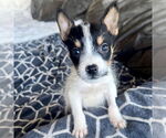 Small #4 Jack Russell Terrier-Parson Russell Terrier Mix