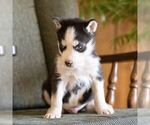 Small #3 Siberian Husky