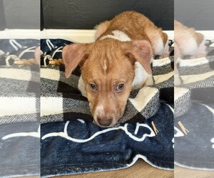 Puppy Milo - Male Mutt Dog for Adoption - Photo #6