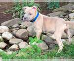Small Mutt