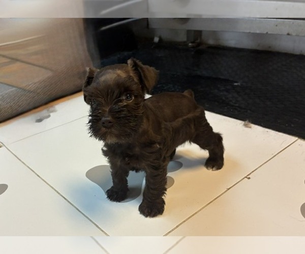 Medium Photo #3 Schnauzer (Miniature) Puppy For Sale in HOUSTON, TX, USA