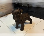 MAPLE - Female Schnauzer (Miniature) Puppy for Sale - Photo #3